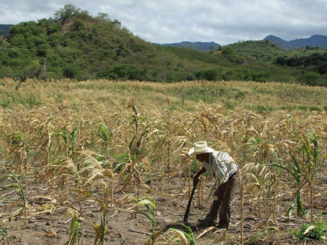  El presupuesto federal en apoyo del agro nacional, a la baja por tercer año consecutivo 