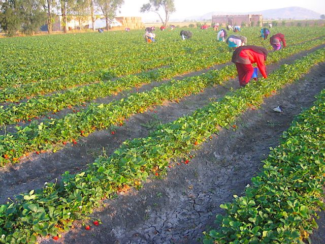  México como primer exportador de fresa del mundo, y enfrentará retos de mercado en Estados Unidos 
