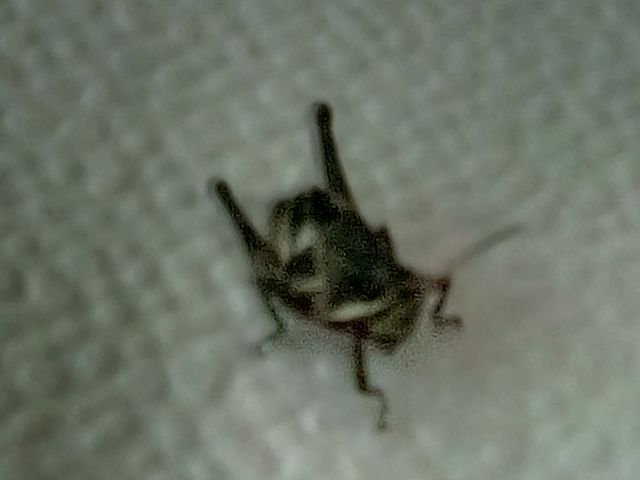 Senadores ’chapulines’
