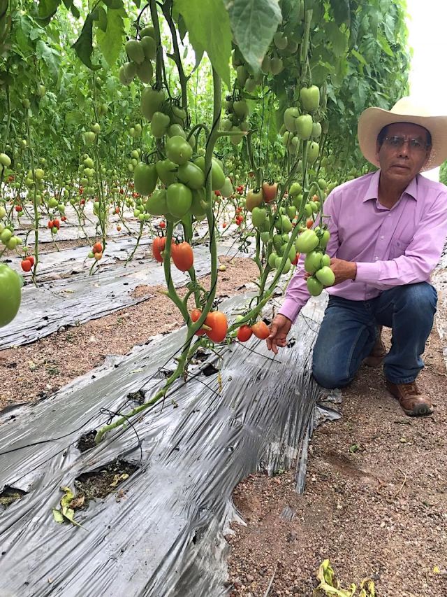 Producción de jitomate 🍅  orgánico en invernadero, oportunidad rentable para pequeños y medianos productores 