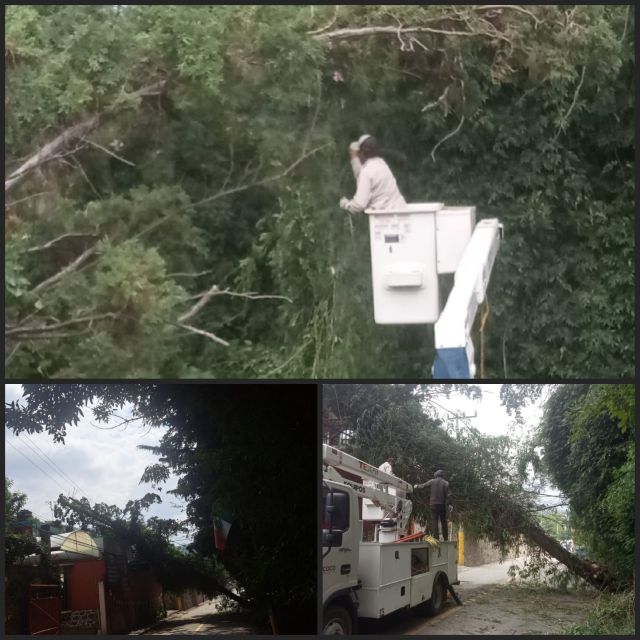 Equipo de contingencias retira dos árboles en Texcoco 