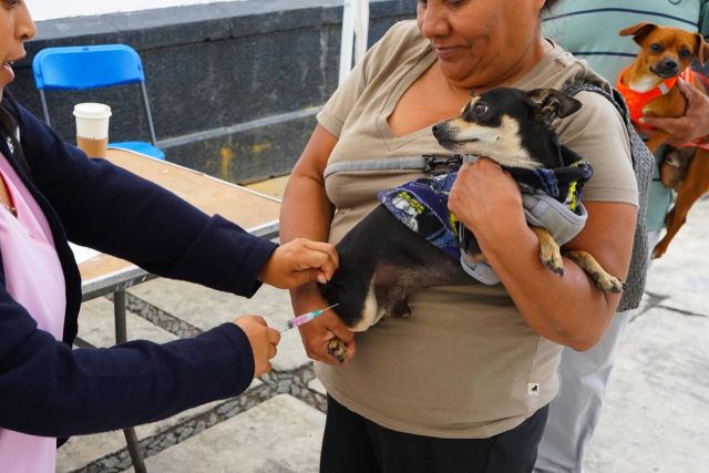 JORNADA DE ESTERILIZACIÓN CANINA Y FELINA EN TEXCOCO