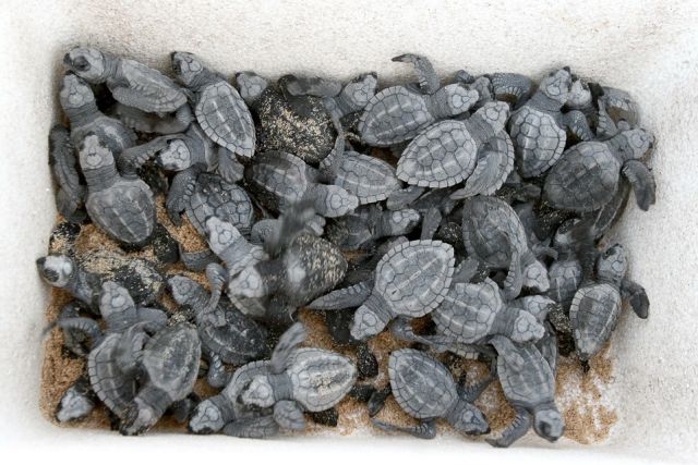 EL RESCATE TORTUGUERO EN JALISCO ENFRENTA DIVERSOS DEPREDADORES 