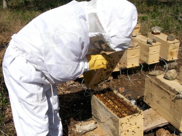 APICULTORES DAN SERVICIO DE POLINIZACIÓN A AGRICULTORES DEL SUR DE JALISCO