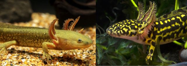 En riesgo 15 de las 18 especies de ajolote, advierten especialistas 