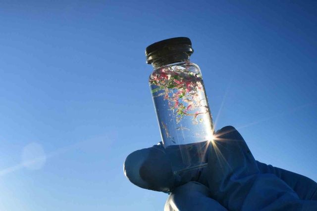 PLÁSTICO MICROINVASORES FORMAN PARTE DEL CUERPO HUMANO