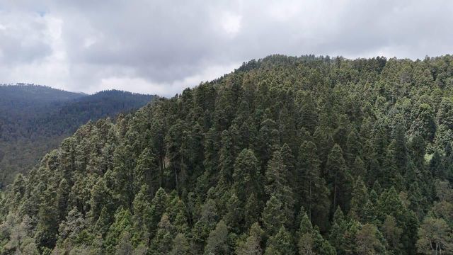 EdoMéx obtiene certificación forestal internacional avalada por el Forest Stewardship Council