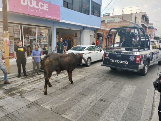 POLICÍAS MUNICIPALES DE TEXCOCO ATRAPARON 21 TOROS QUE SE ESCAPARON DEL CORRAL EN SAN FELIPE