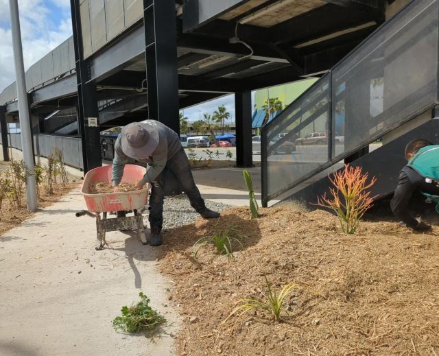 Tijuana reutiliza sus pinos: Economía circular y restauración del suelo