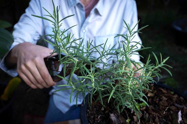 PLANTAS AROMÁTICAS ALIADAS CONTRA INSECTOS NO DESEADOS EN EL HOGAR