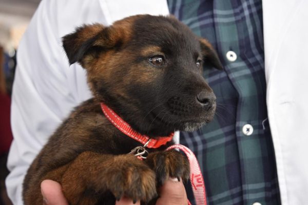 Nueva Ley de Bienestar Animal en EdoMéx: prohíbe peleas, venta en vía pública y obliga a cuidados*
